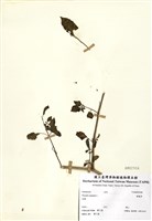 藏品(燈籠草)的圖片